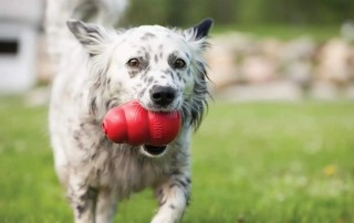 Kong Company- Kong Classic Dog Toy photo
