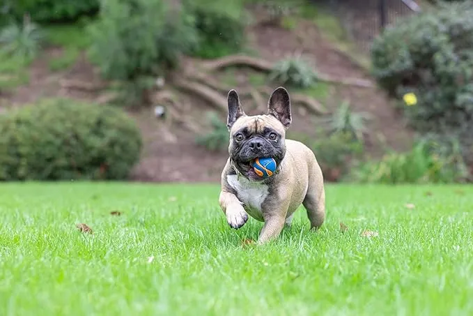 Chuckit! Ultra Ball by Chuckit! photo