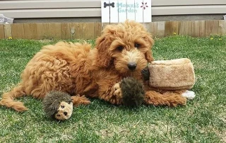 ZippyPaws Burrow Interactive Toy by ZippyPaws picture