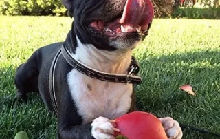 Jolly Pets Teaser Ball - A Unique Rolling Toy photo