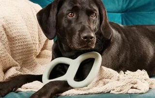 Beco Pets – Eco-Friendly Bone for Sustainable Chewing picture