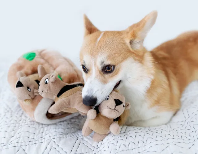 Hide-A-Squirrel Puzzle Toy by Outward Hound photo