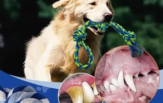 Beco Ball on a Rope photo