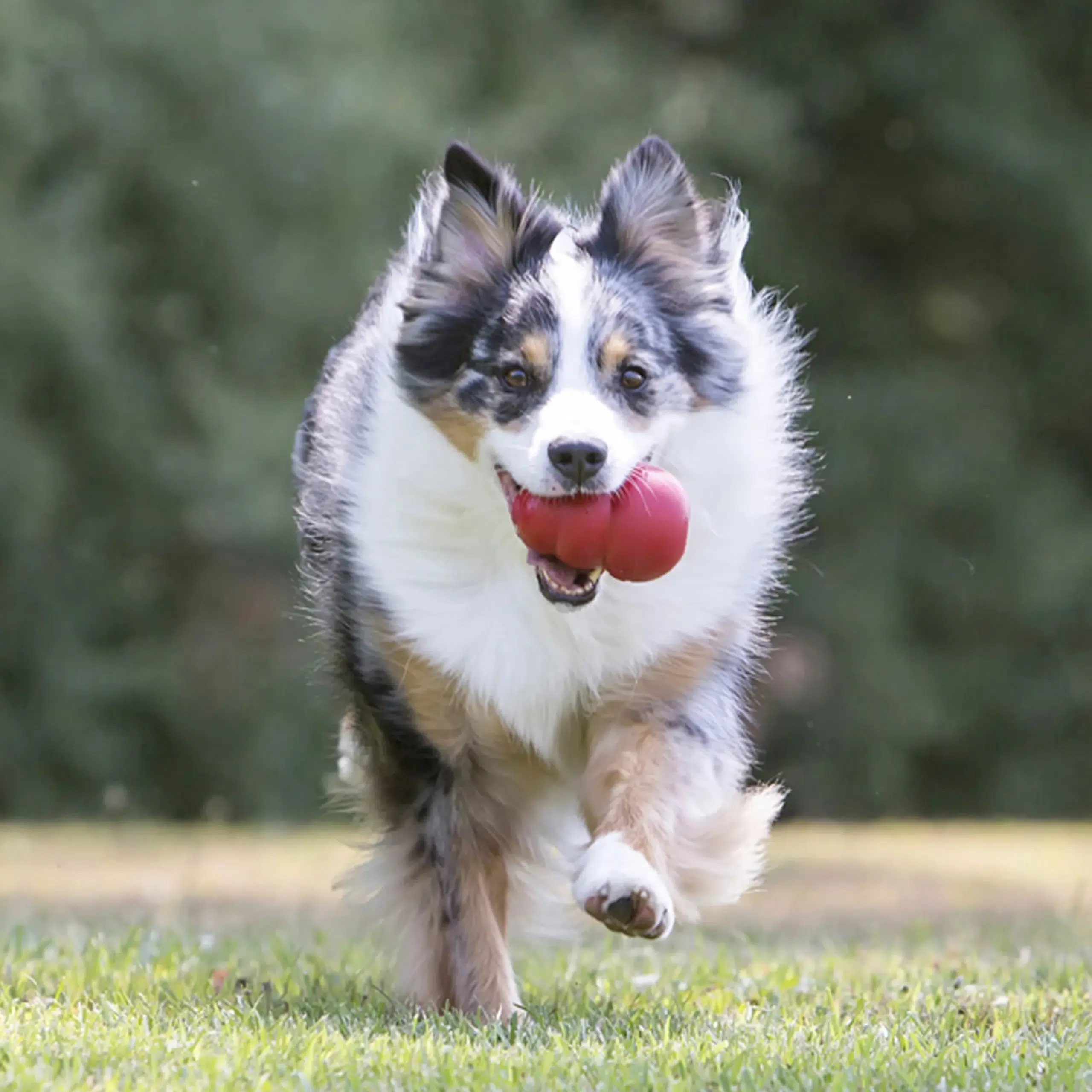 KONG- Classic Durable Chew Toys photo