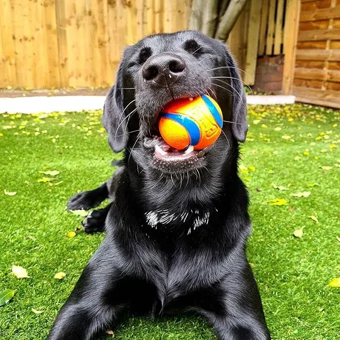 Petmate Chuckit! Ultra Ball picture