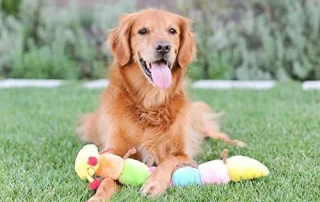 ZippyPaws Squeaky Plush Dog Toy photo