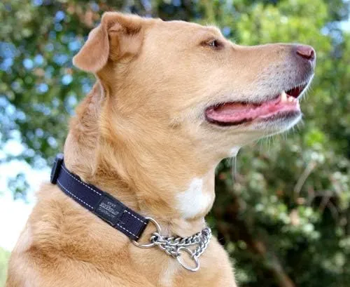 Pet Collars and Leashes – Rogz picture