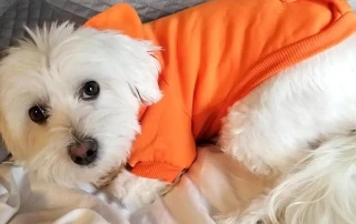 PetSmart – Pet Clothing