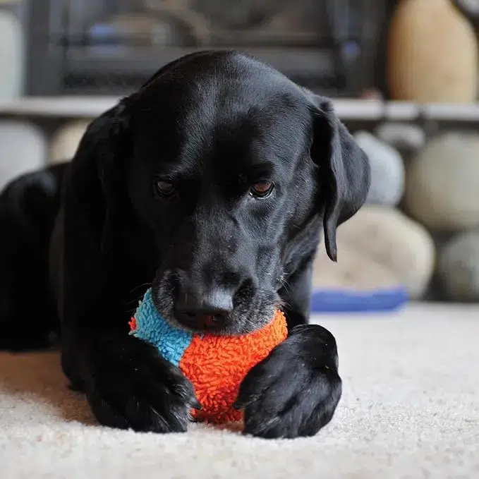 Chuckit! – Fetch Accessories photo