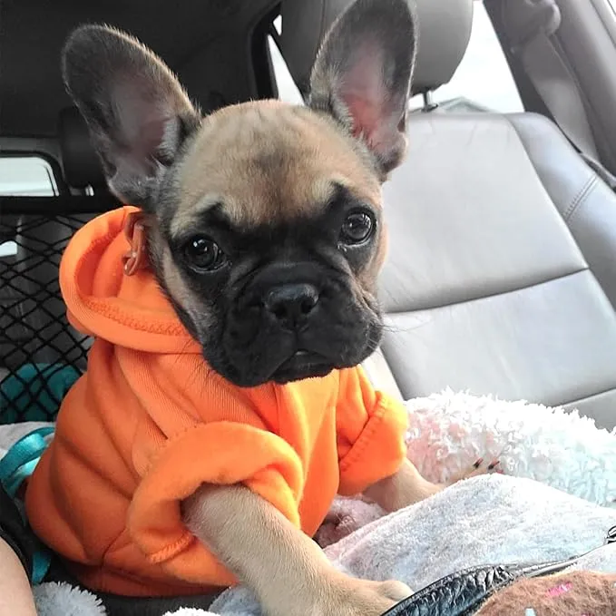 PetSmart Pet Clothing and Apparel