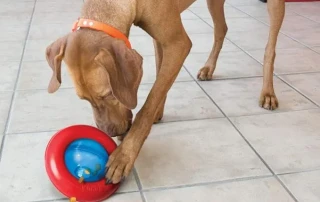 KONG Interactive Toys