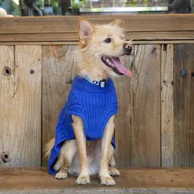 Blueberry-Pet’s-Stylish-Dog-Clothing