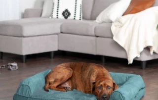 Furhaven’s Orthopedic Dog Beds