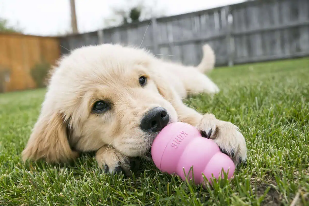 Kong’s Virtually Indestructible Dog Toys