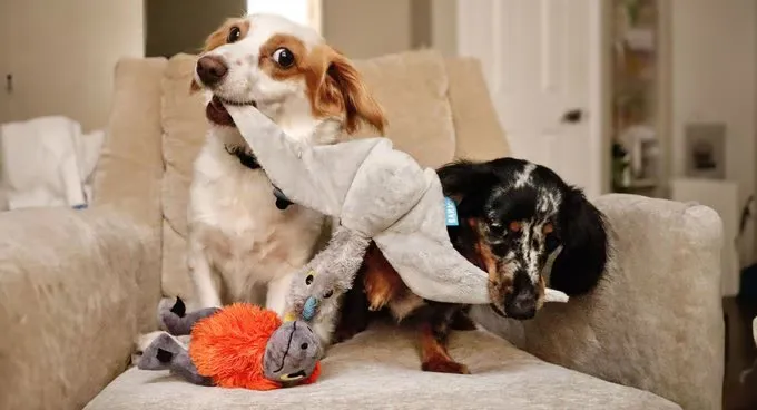 BARK Super Chewer Toys Reliable Delivery