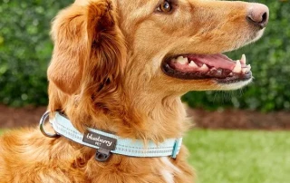 Blueberry Pet Dog Collars