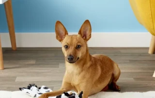 Ethical Pet Skinneeez Crinkle Dog Toy