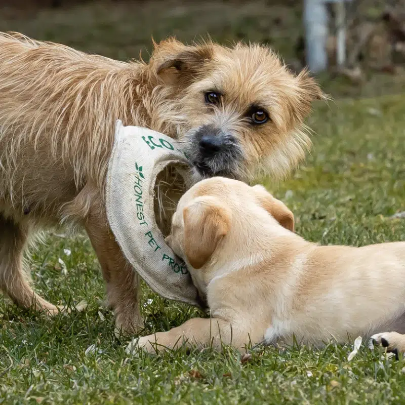 Honest Pet Products Eco Fly-n-Tug – Organic Hemp Tug Toy
