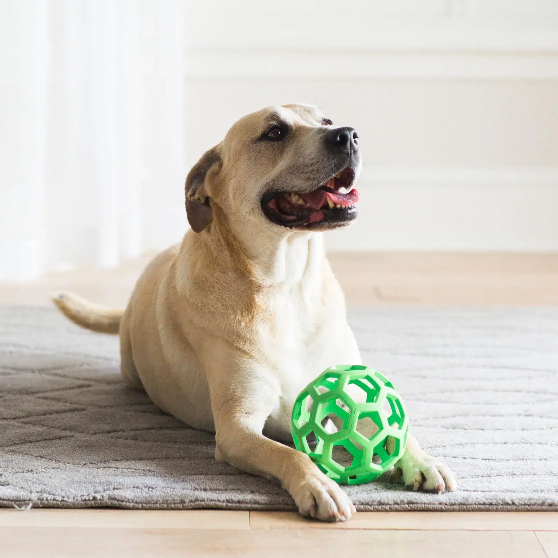 JW Pet – Hol-ee Roller Dog Toy