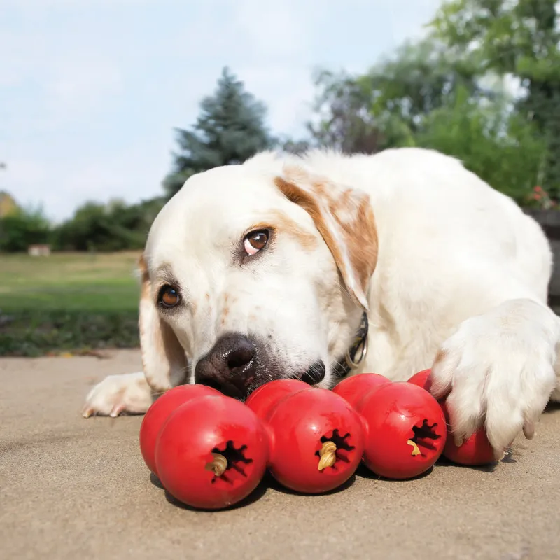 KONG Classic Dog Toy - KONG