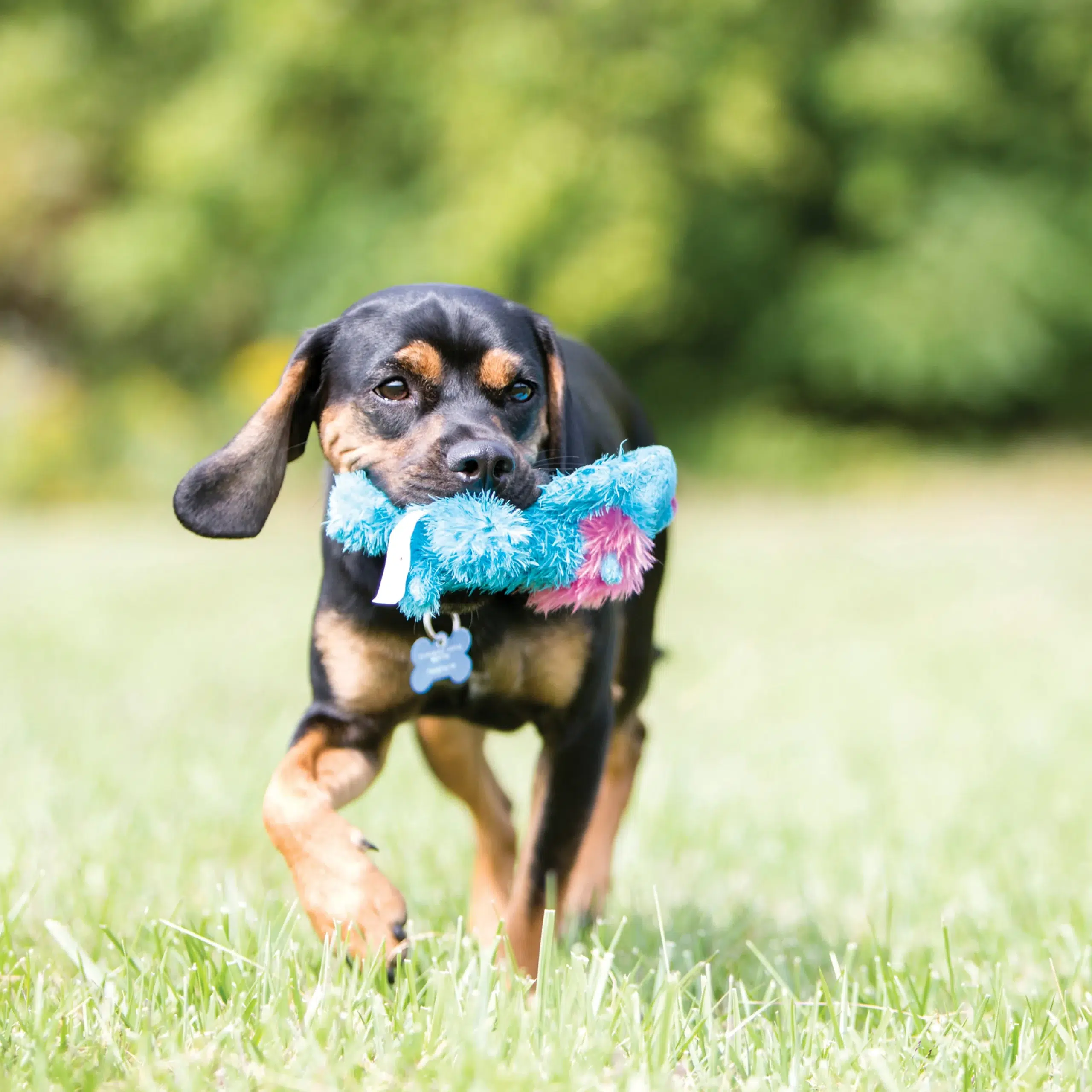 KONG – Classic Dog Toy
