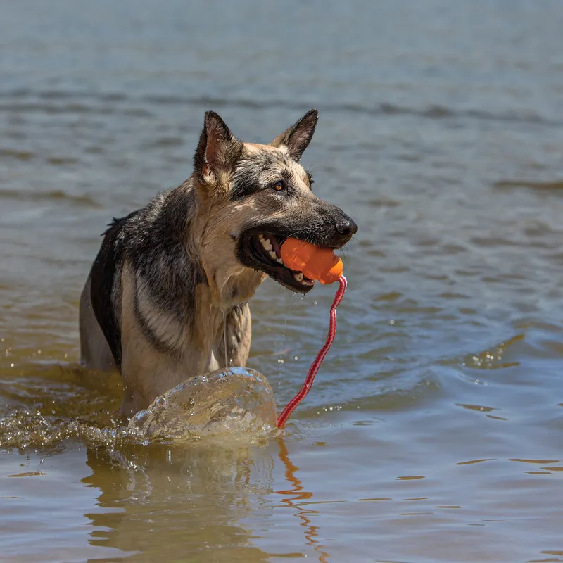 KONG's Classic Dog Toy Save Money with Bulk Buying