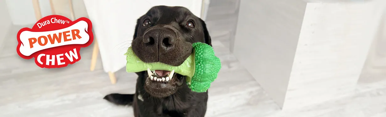 Nylabone DuraChew – Durable Chew Toy for Aggressive Chewers