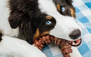 Nylabone – Power Chew Textured Ring Toy