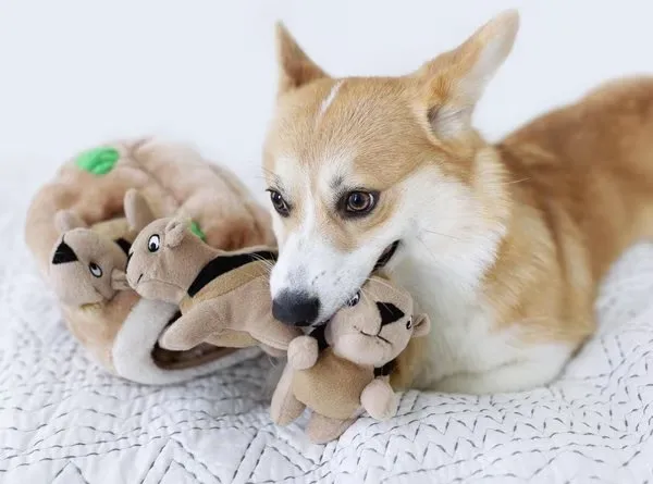 Outward Hound Hide-A-Squirrel Puzzle Toy