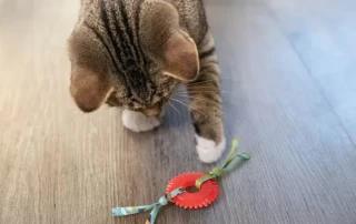 Petstages Dental Chew Toy Affordable Pricing