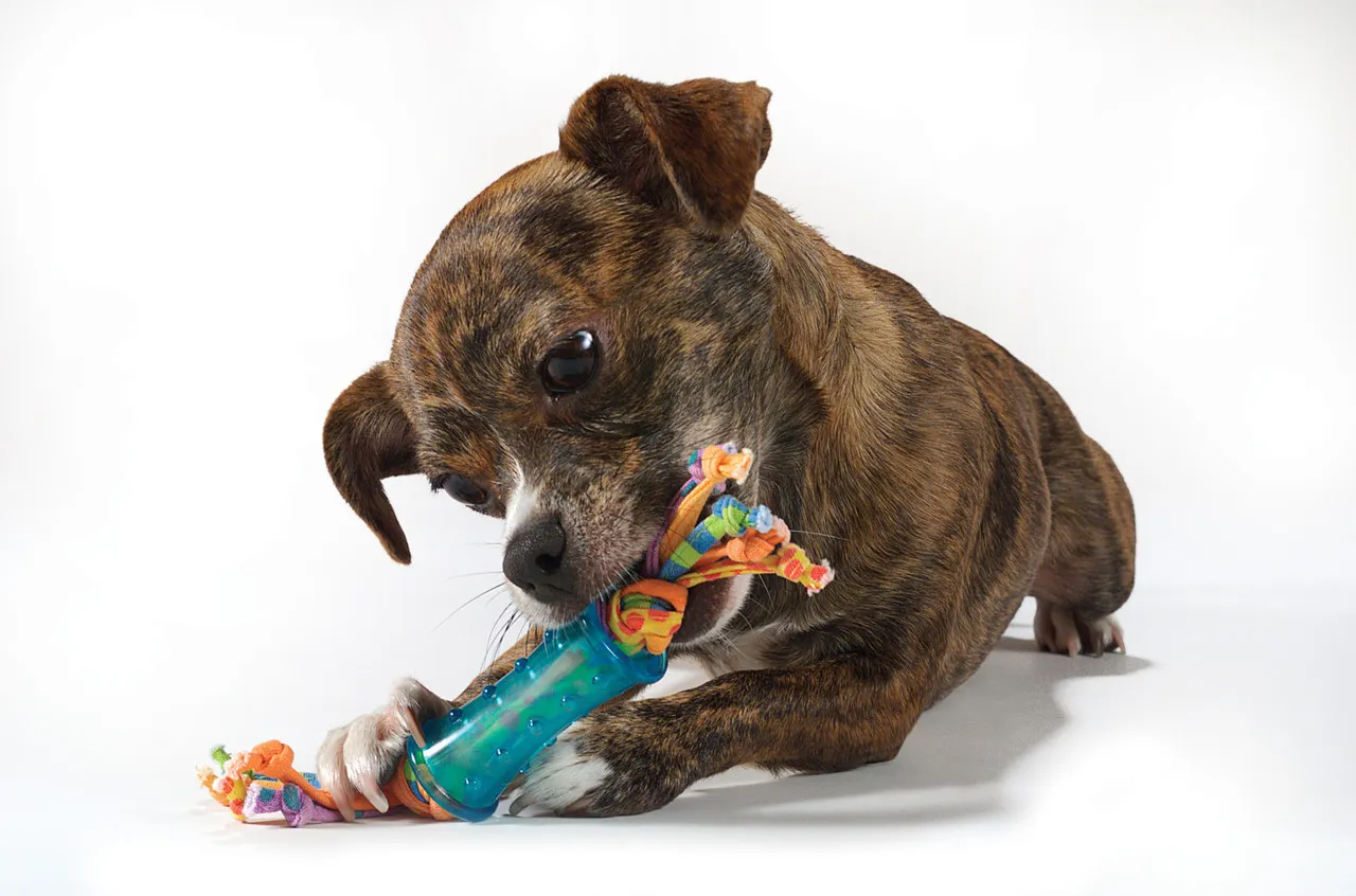 Petstages – Orka Dental Chews