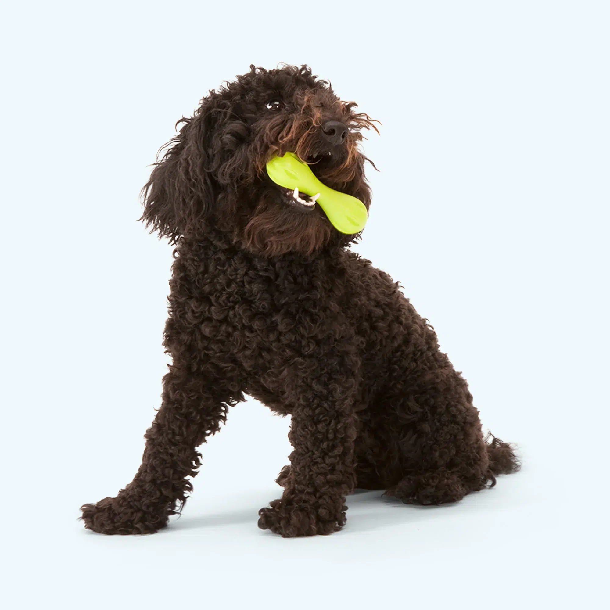 West Paw Zogoflex Hurley – Eco-Friendly and Durable
