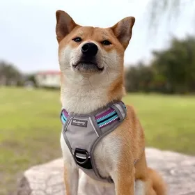 Blueberry Pet’s Reflective Dog Collars – Essential and Stylish