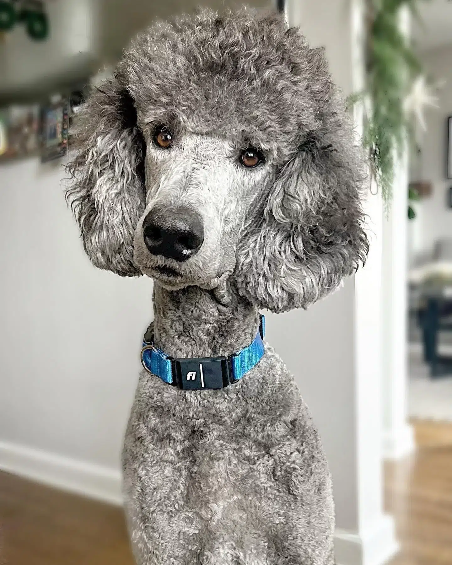 Fi’s Smart Pet Collar – High-Tech Safety and Wellness