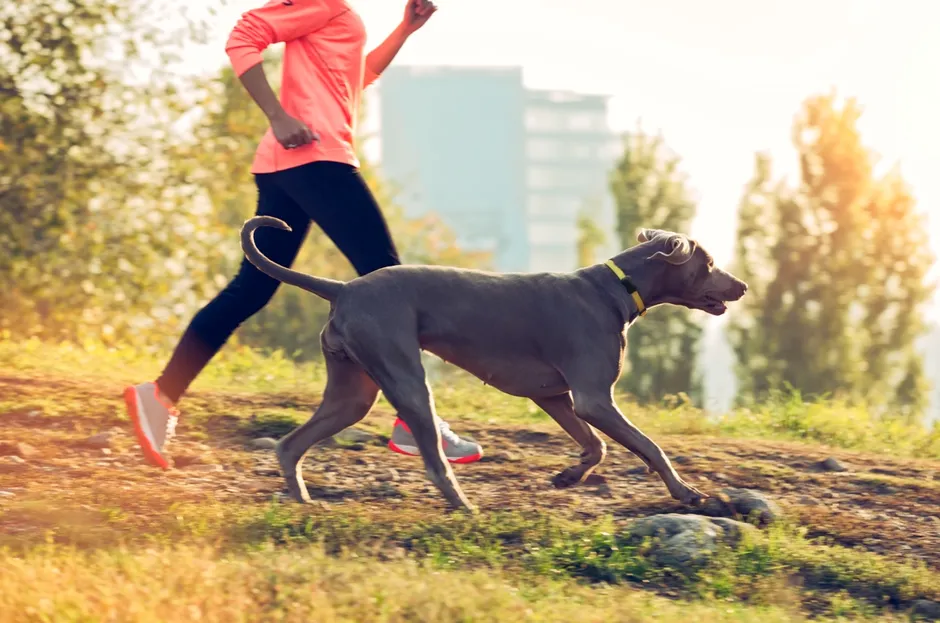 FitBark 2 – Track Your Dog’s Wellness Like a Pro