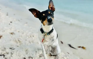FitBark Smart Pet Products