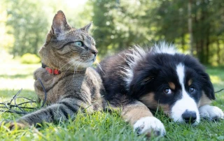 FitBark Smart Pet Products
