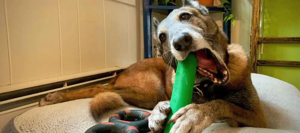 Goughnuts’ Virtually Indestructible Chew Toys for Power Chewers