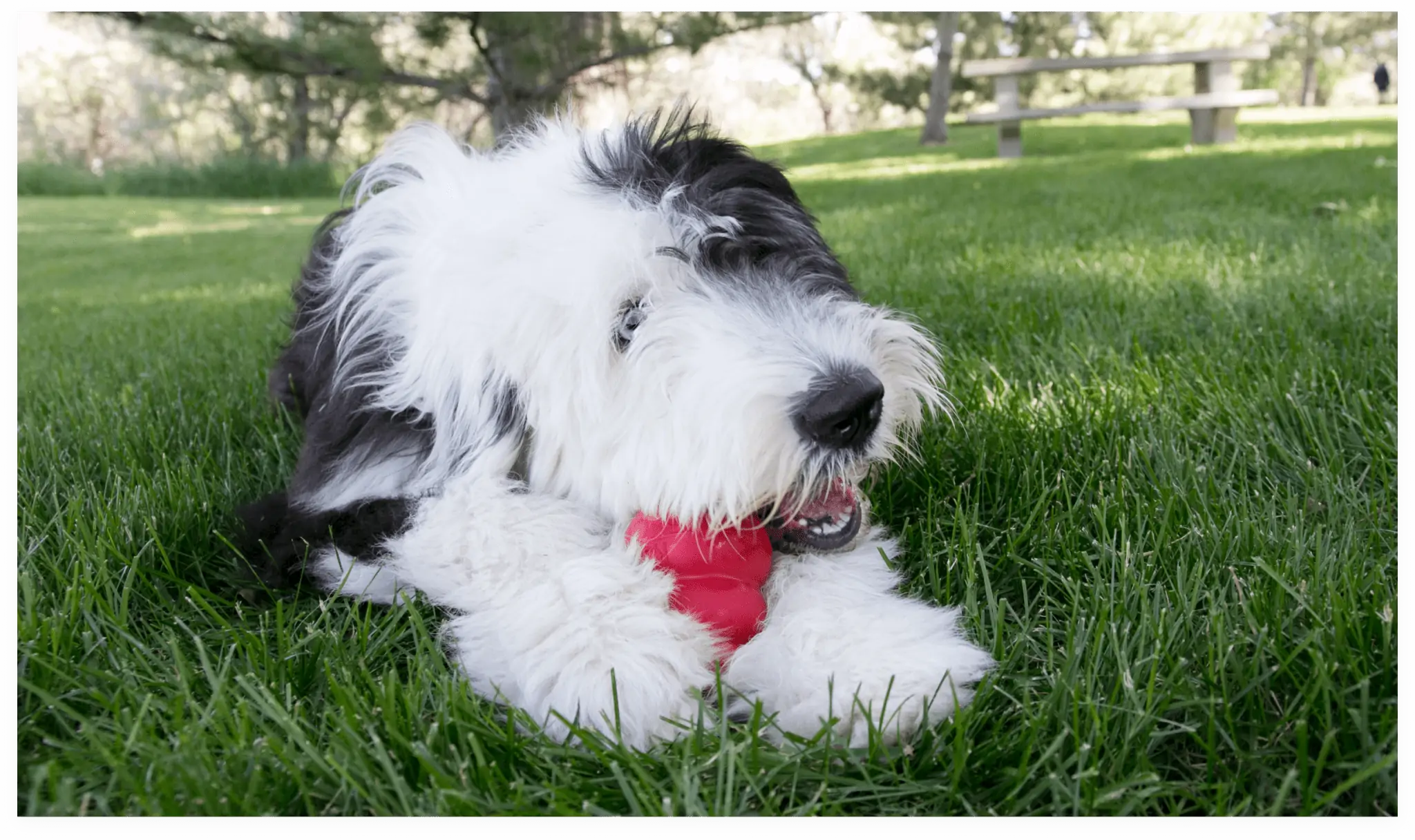 KONG’s Classic Dog Toy – The Standard in Canine Enrichment