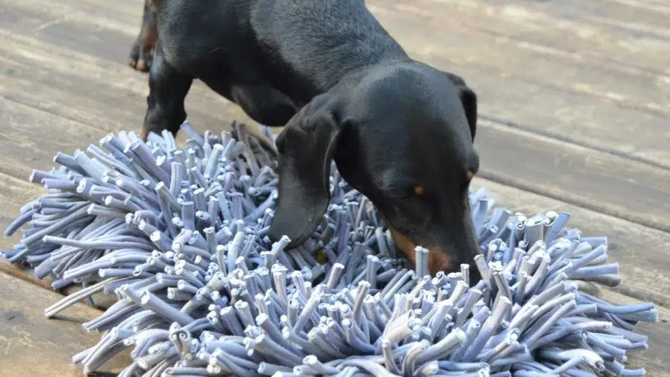 Paw5’s Snuffle Mat for Visually Impaired or Anxious Pets