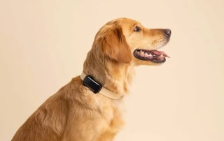 Tractive’s GPS Dog Tracker – Peace of Mind for Pet Parents