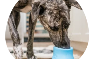 Ware Pet Products – Bamboo Chew Rings (Biodegradable Dog Toy)