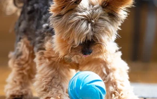Wicked Ball – A Self-Moving Smart Toy for Playful Pets